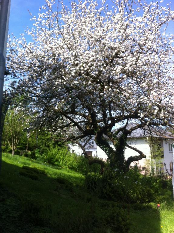 Ferienwohnung Hering In Dill 객실 사진